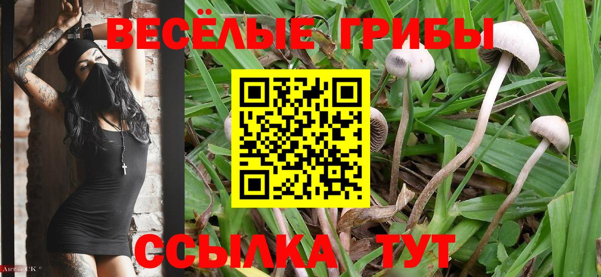как найти закладки  Псилоцибиновые грибы GOLDEN TEACHER  Вход с VPN  Псилоцибиновые грибы Psilocybine cubensis  Калач-на-Дону 